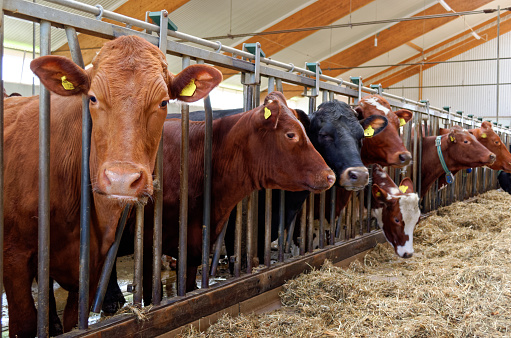 Cows in barn eating hay