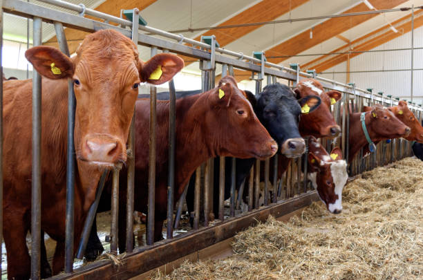 Cows in barn eating hay Cows inside a barn at a feeding station with hay on the floor. One cow look at you with interest. cowshed stock pictures, royalty-free photos & images