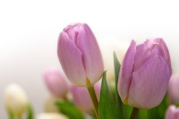 istock Close up of lila tulips 643552444
