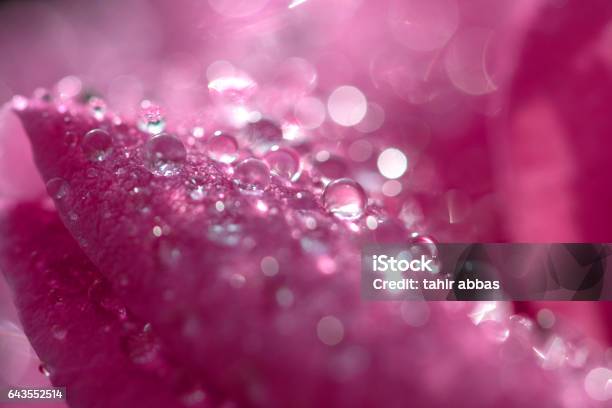 Drop Land Stock Photo - Download Image Now - Flower, Macrophotography, Beauty In Nature