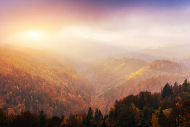 istock birch forest in sunny afternoon while autumn season 643556960