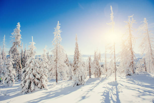istock Fantastic winter landscape in the mountains of Ukraine 643557746