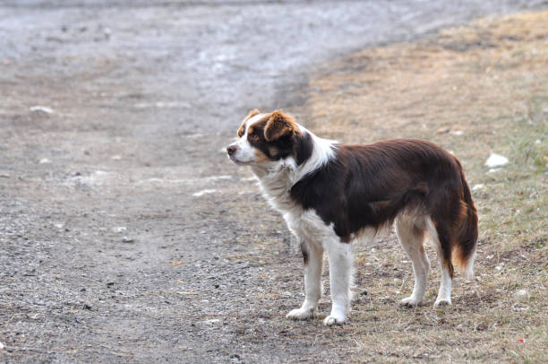 istock Cute dog in the park 643557800