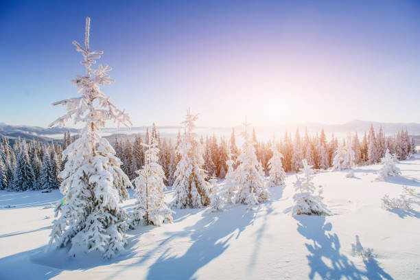istock winter landscape trees in frost 643563752