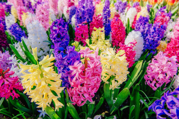 istock Group of beautiful multicolored hyacinths. Holland. 643564630