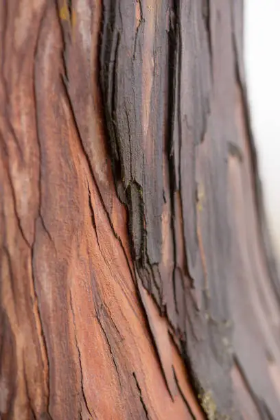 Close-up macro detail of the multiple layers of bark of a Japanese red-cedar (Cryptomeria japonica). Nature and travel concept.