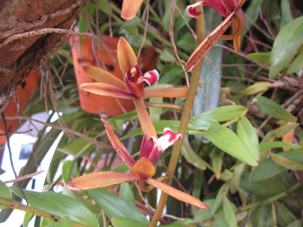 istock Cymbidium finlaysonianum orchid flower. 643571754
