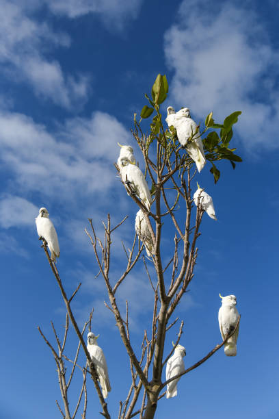 istock Group of white cockatoo perched on branch 643572086