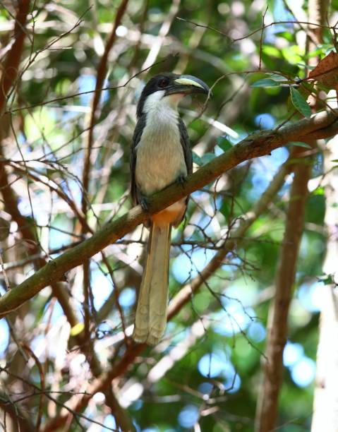 istock Ceylon Grey Hornbill, Ocyceros gingalensis 643574860