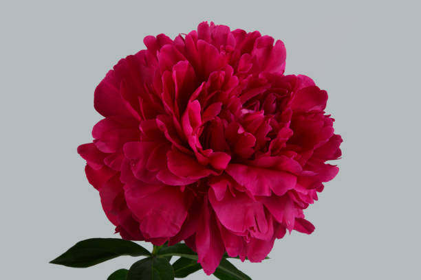 istock Burgundy peony flower isolated on gray background 643574890