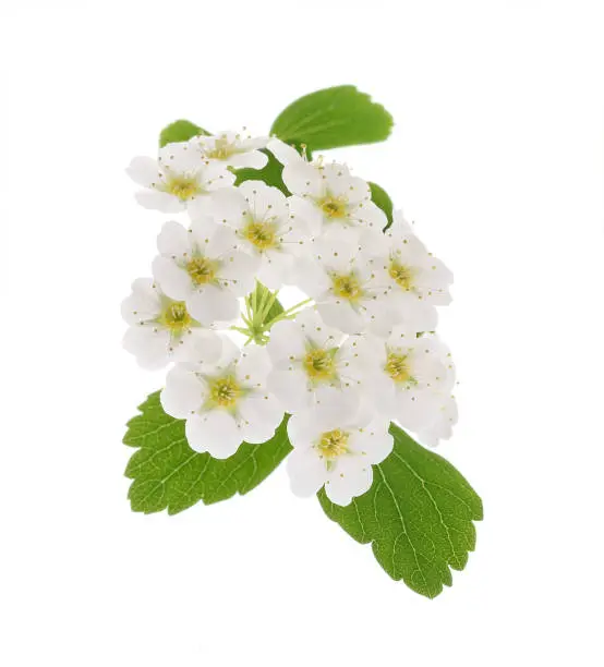 Spirea flowers isolated on white background
