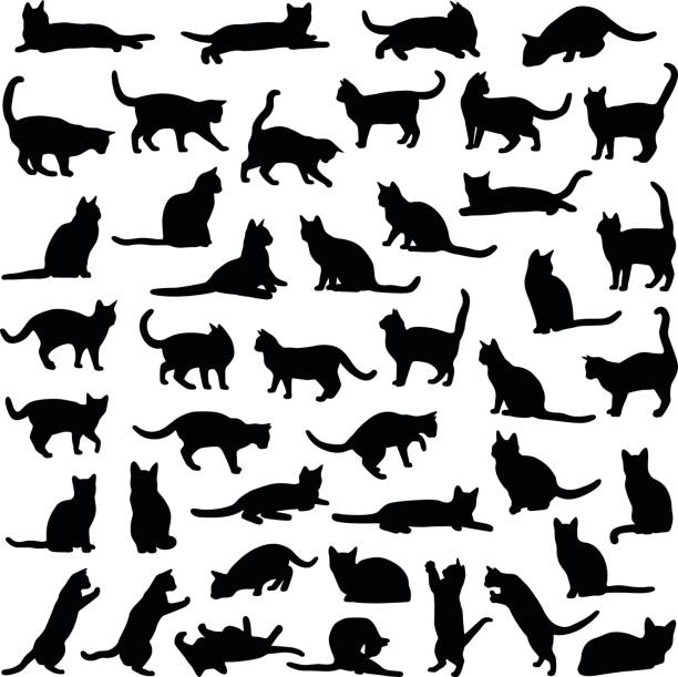 illustrations, cliparts, dessins animés et icônes de collection de cat - silhouette vecteur - chat