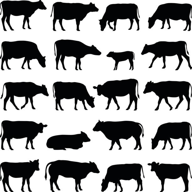 illustrations, cliparts, dessins animés et icônes de collection de vache - silhouette vecteur - vache