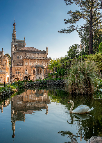Portugal Buçaco . Royal hunting castle. A fine example of Manueline .At the moment, this is one of the best hotels in Portugal. Pond with swans .