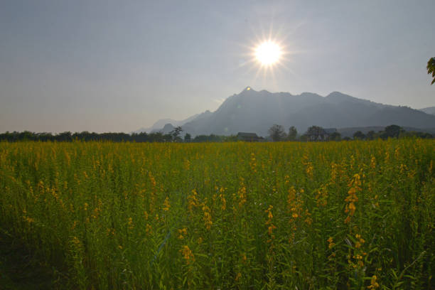 istock The beauty of nature around us. 643602330