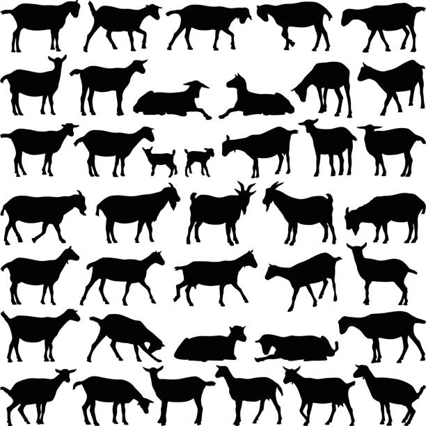 illustrations, cliparts, dessins animés et icônes de collection de chèvre - silhouette vecteur - goat hoofed mammal living organism nature