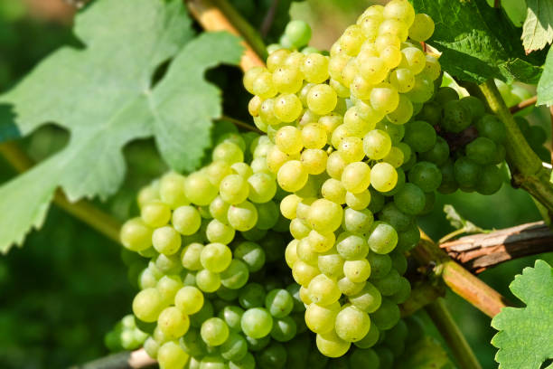 istock Wine grapes in the famous Wachau (Spitz), Lower Austria 643619390