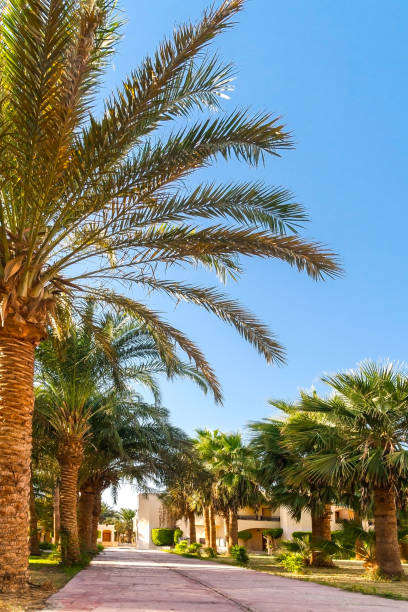 istock Alley with palm trees on a tropical resort in Egypt 643624546