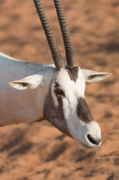 istock Arabian oryx (Oryx leucoryx) in the desert after sunrise. 643624556