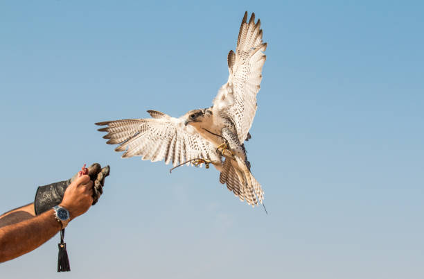 istock Saker falcon (falco cherrug) during a desert falconry show in Dubai, UAE. 643624616