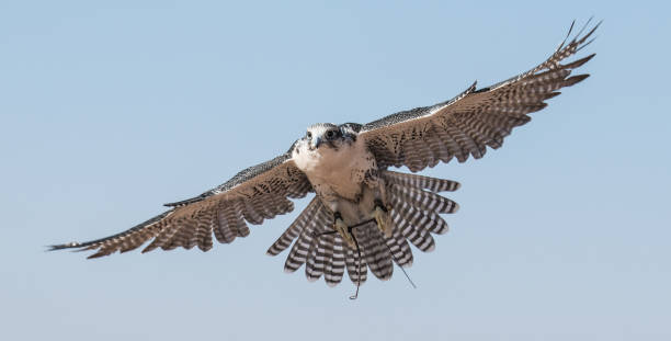 Saker falcon (falco cherrug) during a desert falconry show in Dubai, UAE. Saker falcon (falco cherrug) during a desert falconry show in Dubai, UAE. saker stock pictures, royalty-free photos & images