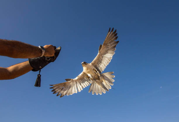 Saker falcon (falco cherrug) during a desert falconry show in Dubai, UAE.