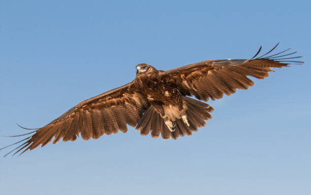 istock Greater spotted eagle (Clanga clanga) during a desert falconry show in Dubai, UAE. 643624716