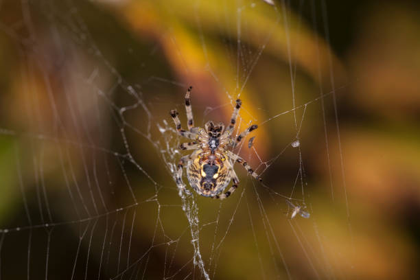 istock spider checks if something fell into his net 643624744