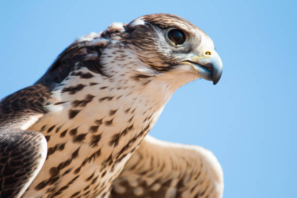 istock Saker falcon (falco cherrug) during a desert falconry show in Dubai, UAE. 643624840