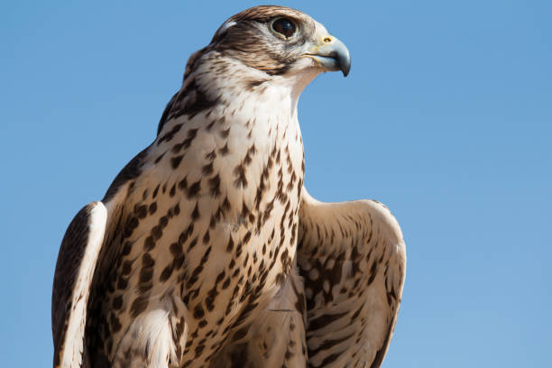 Saker falcon (falco cherrug) during a desert falconry show in Dubai, UAE.