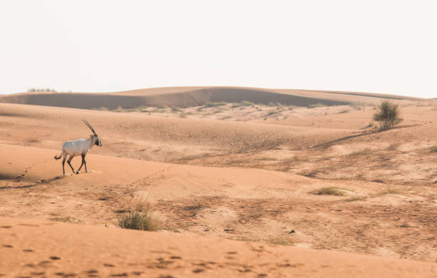 arabian oryx (oryx leucoryx) in the desert after sunrise. - oryx gazella leucoryx imagens e fotografias de stock