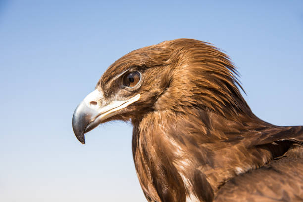 istock Greater spotted eagle (Clanga clanga) during a desert falconry show in Dubai, UAE. 643624918