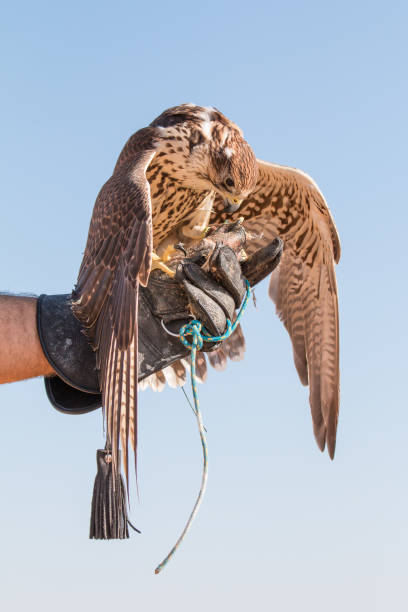 istock Saker falcon (falco cherrug) during a desert falconry show in Dubai, UAE. 643624922