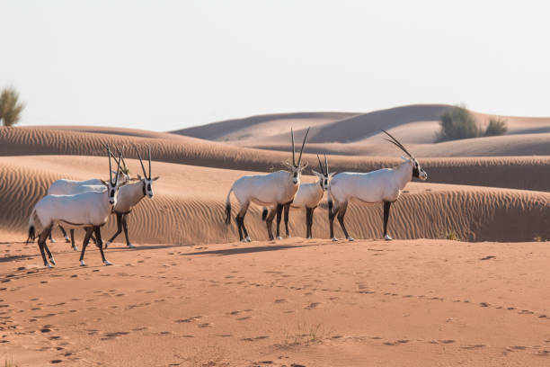 arabian oryx (oryx leucoryx) in the desert after sunrise. - oryx gazella leucoryx imagens e fotografias de stock