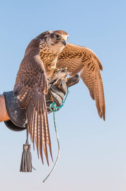 istock Saker falcon (falco cherrug) during a desert falconry show in Dubai, UAE. 643624932
