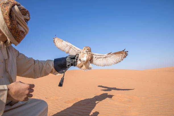 Young male pharaoh eagle owl (bubo ascalaphus) during a desert falconry show in Dubai, UAE. Young male pharaoh eagle owl (bubo ascalaphus) during a desert falconry show with a man dressed in traditional arab dress in Dubai, UAE. desert safari stock pictures, royalty-free photos & images