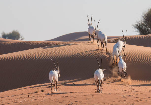 arabian oryx (oryx leucoryx) in the desert after sunrise. - oryx gazella leucoryx imagens e fotografias de stock