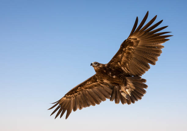 istock Greater spotted eagle (Clanga clanga) during a desert falconry show in Dubai, UAE. 643625006