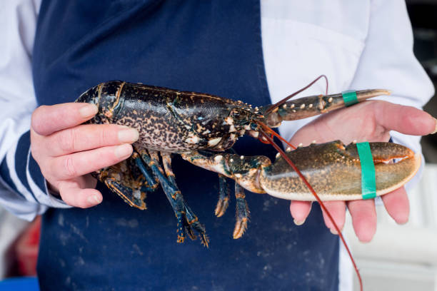 istock Hands Holding a Live Lobster with Pincers Restrained 643625146