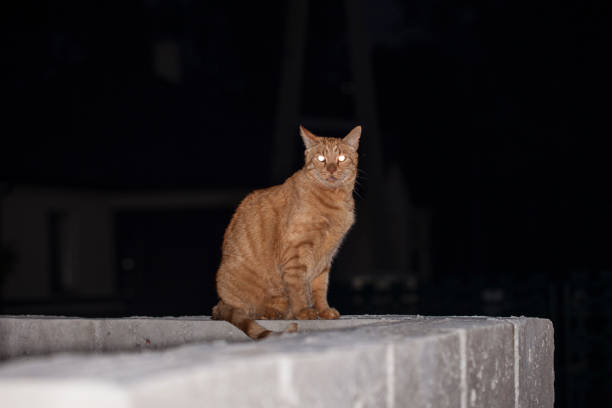 ginger cat sitting on a fence at night, lit his eyes