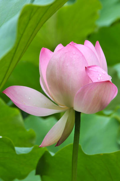 istock Blossom lotus flowers 643625906