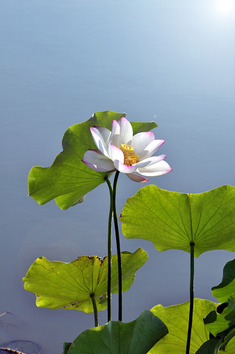 Blossom lotus flowers