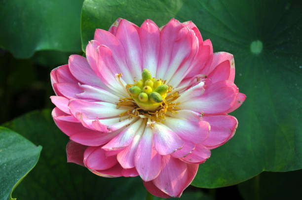 istock Blossom lotus flowers 643625950