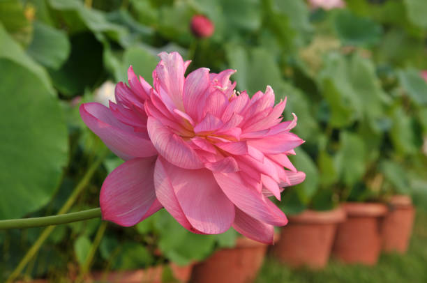 istock Blossom lotus flowers 643625956