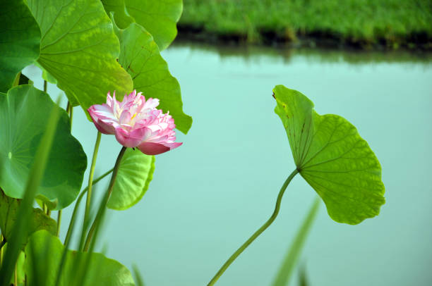 istock Blossom lotus flowers 643626318