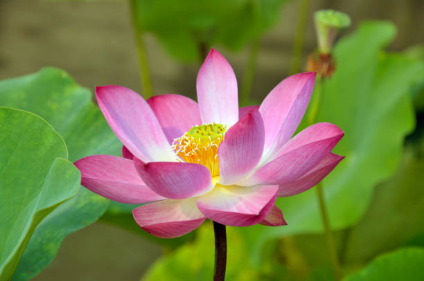 istock Blossom lotus flowers 643626346