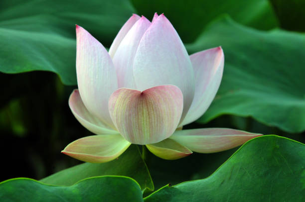istock Blossom lotus flowers 643626404