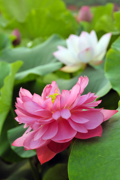 istock Blossom lotus flowers 643626418