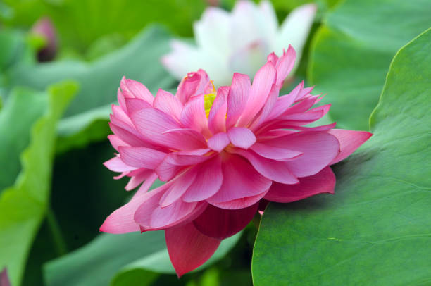 istock Blossom lotus flowers 643626424