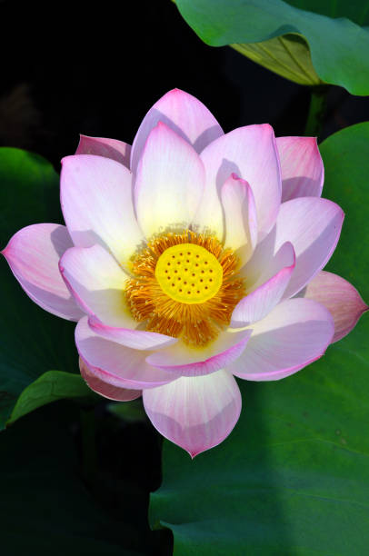 istock Blossom lotus flowers 643630812